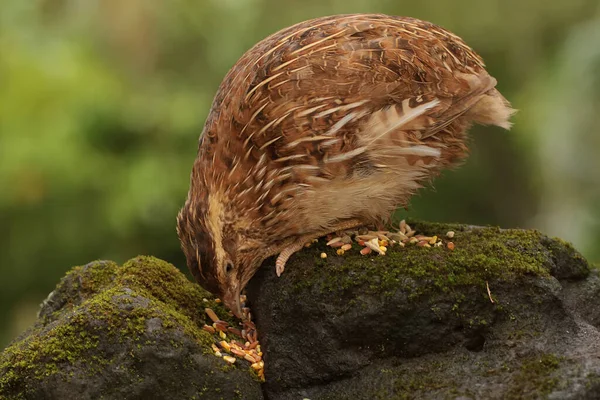 Brown Quail Foraging Rock Overgrown Moss Grain Eating Bird Has — Stock Photo, Image