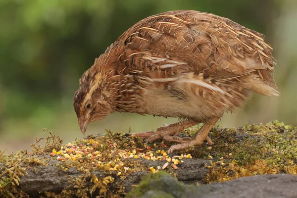 Brown Quail Foraging Rock Overgrown Moss Grain Eating Bird Has — Stockfoto