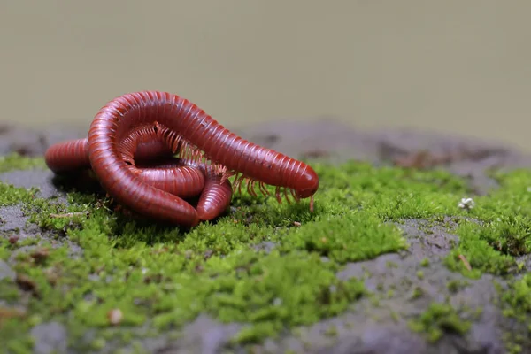 Drie Roestige Duizendpoten Kronkelden Zich Een Rots Overgroeid Met Mos — Stockfoto