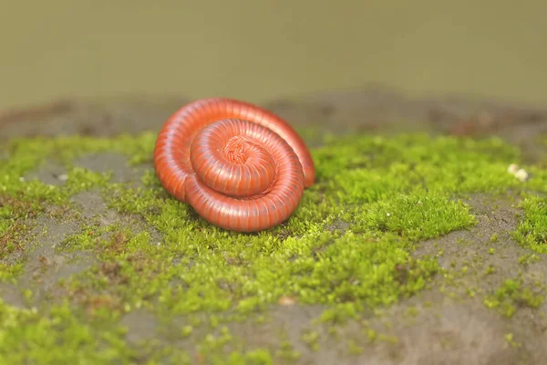 Três Milípedes Enferrujados Enrolavam Numa Rocha Coberta Musgo Este Animal — Fotografia de Stock