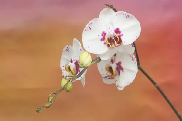 Beleza Uma Orquídea Traça Plena Floração Esta Bela Flor Tem — Fotografia de Stock