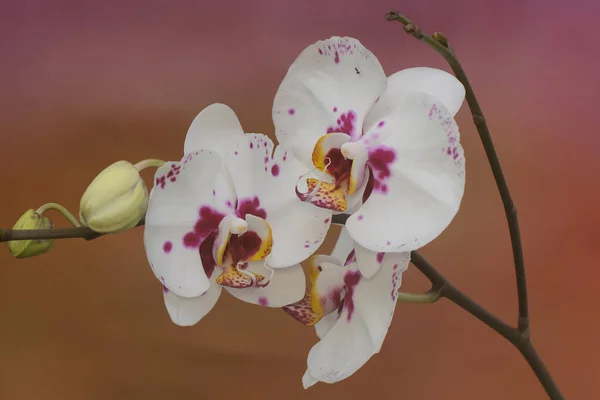 Beleza Uma Orquídea Traça Plena Floração Esta Bela Flor Tem — Fotografia de Stock