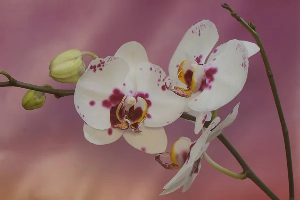 Beleza Uma Orquídea Traça Plena Floração Esta Bela Flor Tem — Fotografia de Stock