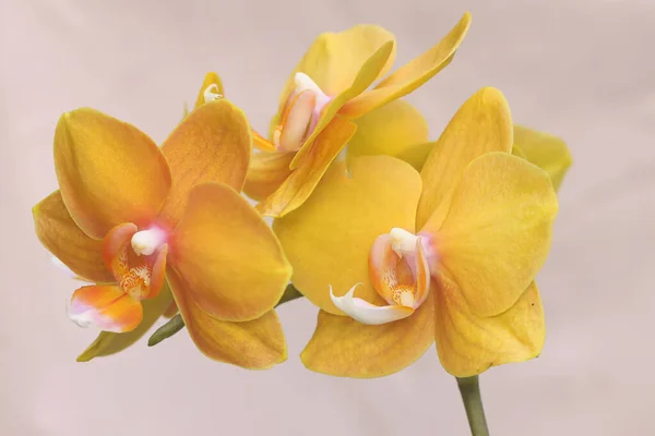 Krása Orchideje Plném Rozkvětu Tato Krásná Květina Vědecké Jméno Phalaenopsis — Stock fotografie