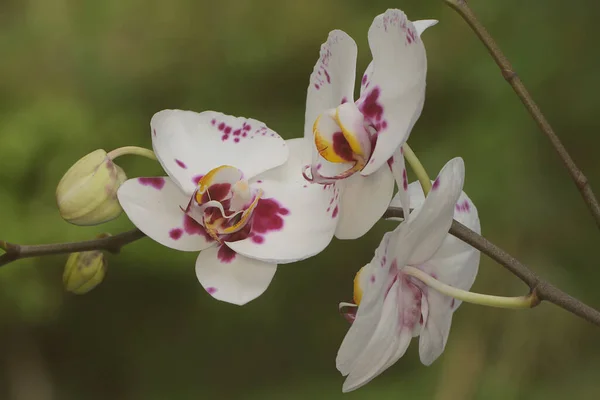 Krása Orchideje Plném Rozkvětu Tato Krásná Květina Vědecké Jméno Phalaenopsis — Stock fotografie