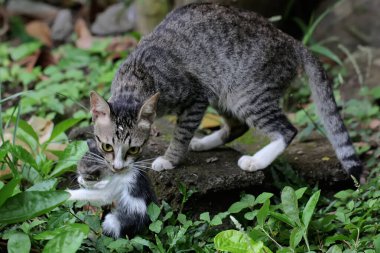 Anne kedi yavrusunu daha güvenli bir yere götürüyor..