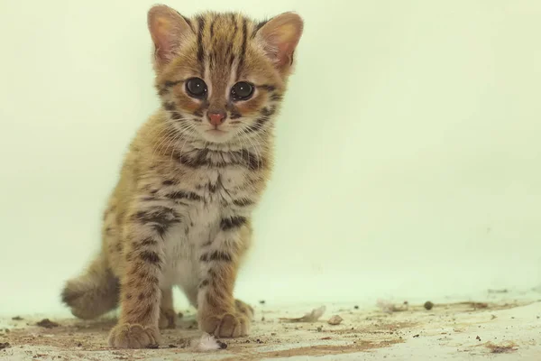 Appearance Baby Leopard Cat Cute Adorable Nocturnal Mammal Lives Forest — Stock Photo, Image