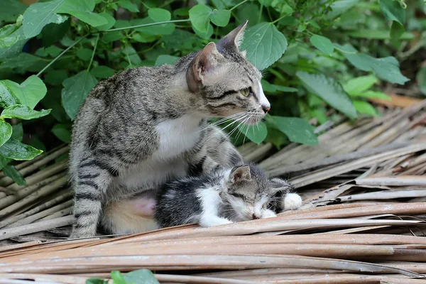 Mother Cat Evacuating Its Baby Safer Place — Stock Photo, Image