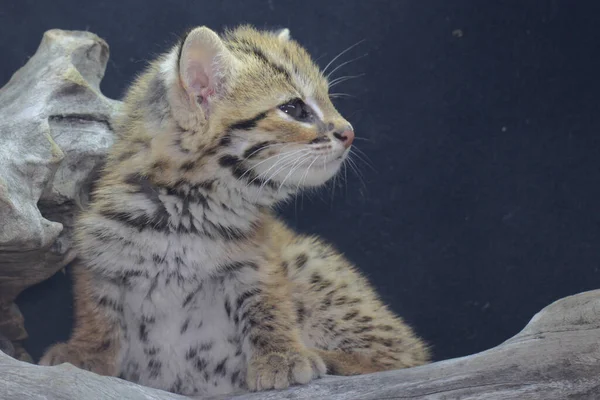 Appearance Baby Leopard Cat Cute Adorable Nocturnal Mammal Lives Forest — Stock Photo, Image