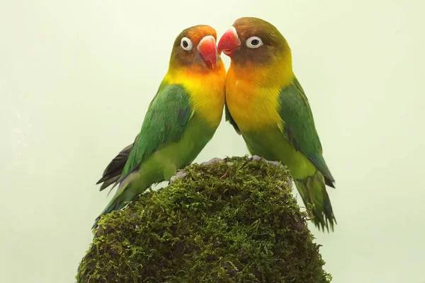 Pair Lovebirds Foraging Moss Covered Ground Bird Which Used Symbol — 图库照片