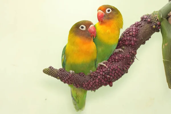 Pair Lovebirds Perched Weft Anthurium Flower Bird Which Used Symbol — Stock Photo, Image