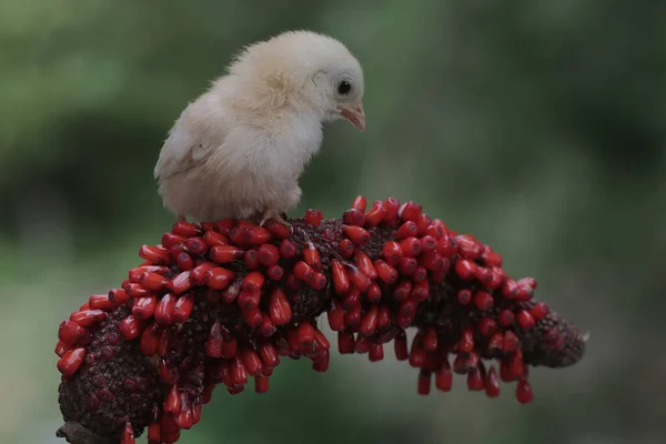 Pisklę Siedzi Wątku Anthurium Zwierzę Naukowe Imię Gallus Gallus Domesticus — Zdjęcie stockowe