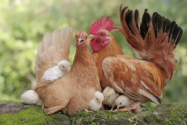 수탉은 이끼덮인 땅에서 새끼들 먹이를 식육용으로 재배되는 동물들의 이름은 갈루스 — 스톡 사진