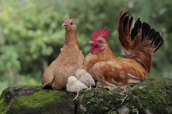 Una Gallina Gallo Están Alimentando Con Número Polluelos Suelo Cubierto — Foto de Stock