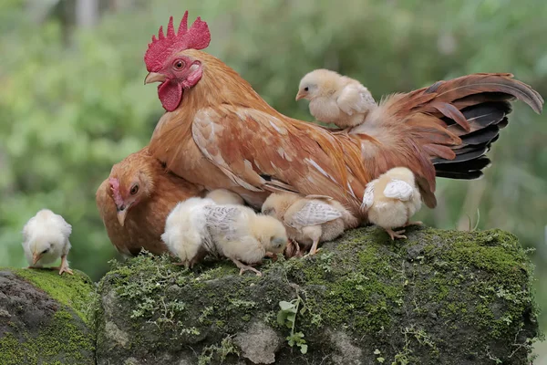 Une Poule Coq Nourrissent Avec Certain Nombre Poussins Sur Sol — Photo