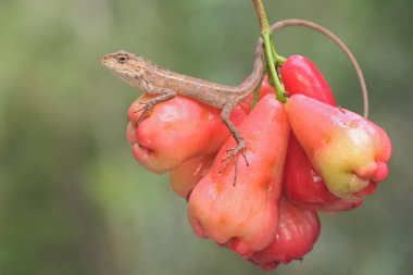 Doğulu bir bahçe kertenkelesi günlük aktivitelerine başlamadan önce bir su elması koleksiyonunda güneşleniyor. Bu sürüngenin bilimsel adı Calotes versicolor.