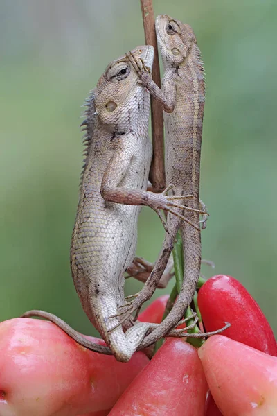 一对东方花园蜥蜴在开始日常活动前正在晒日光浴 这种爬行动物的学名是Calotes Versicolor — 图库照片