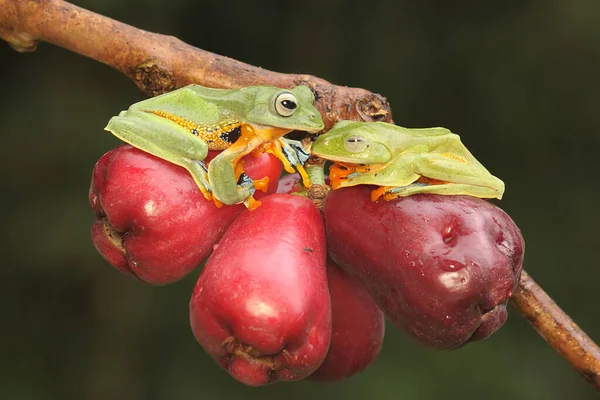 Дві Зелені Деревні Жаби Готуються Парування Гілці Рожевого Малайського Яблуні — стокове фото