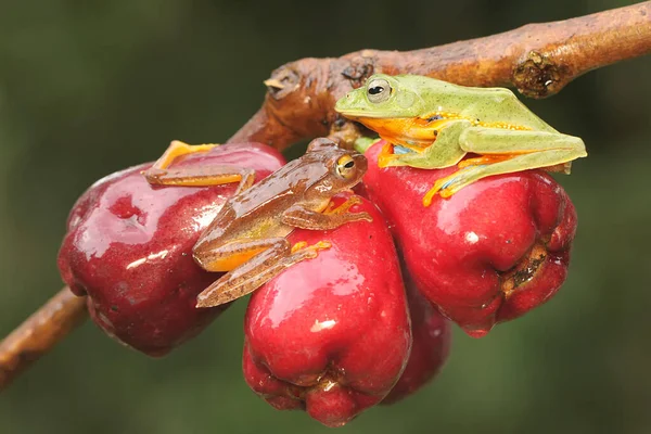 Δύο Βατράχια Πρασίνου Ετοιμάζονται Ζευγαρώσουν Ένα Κλαδί Μιας Ροζ Μηλιάς — Φωτογραφία Αρχείου