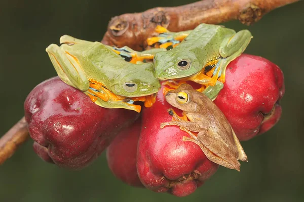 Три Зелені Деревні Жаби Готуються Парування Гілці Рожевого Малайського Яблуні — стокове фото