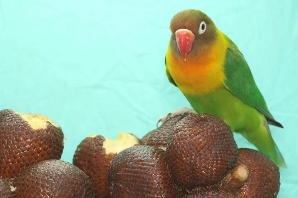 Lovebird Perched Snakefruits Collection Bird Which Used Symbol True Love — Stok fotoğraf