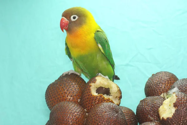 Lovebird Perched Snakefruits Collection Bird Which Used Symbol True Love — 图库照片