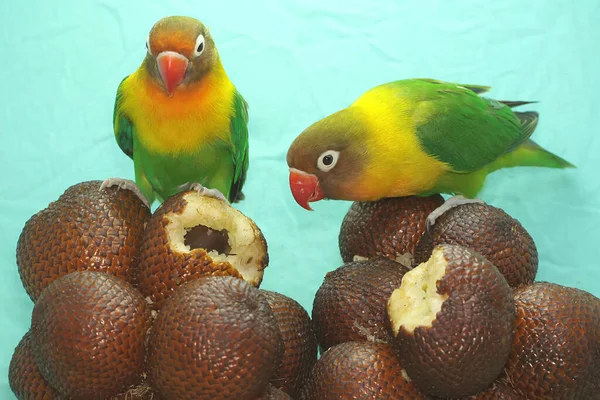 Pair Lovebirds Perched Snakefruits Group Bird Which Used Symbol True — 图库照片