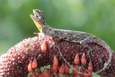 Uçan bir ejderha günlük aktivitelerine başlamadan önce güneşleniyor. Bir ağaçtan diğerine kayarak hareket eden bu sürüngenin bilimsel adı Draco Volans 'dır..