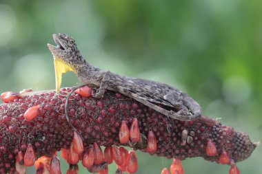 Uçan bir ejderha günlük aktivitelerine başlamadan önce güneşleniyor. Bir ağaçtan diğerine kayarak hareket eden bu sürüngenin bilimsel adı Draco Volans 'dır..