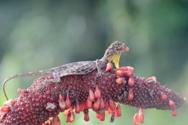 Uçan bir ejderha günlük aktivitelerine başlamadan önce güneşleniyor. Bir ağaçtan diğerine kayarak hareket eden bu sürüngenin bilimsel adı Draco Volans 'dır..