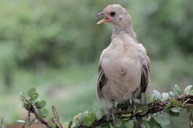 Bir piliç sarmaşığa tünemiş. Bu hayvanın bilimsel adı Gallus gallus domesticus..