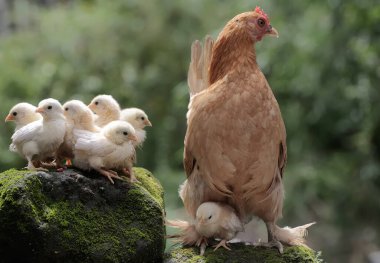 Yavruları yosunla kaplı bir kayanın üzerinde dinlenen yetişkin bir tavuk. Bu hayvanın bilimsel adı Gallus gallus domesticus..