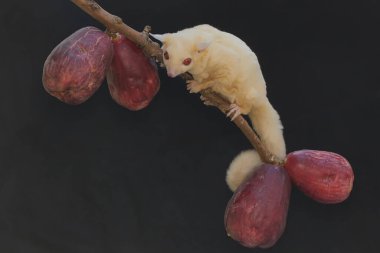 Genç bir albino planör pembe bir malay elması yiyor. Bu memelinin bilimsel adı Petaurus breviceps.
