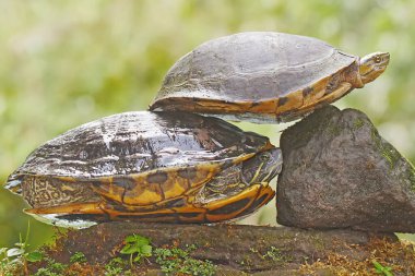 İki kırmızı kulaklı kaygan kaplumbağa nehir kıyısındaki yosun kaplı zeminde güneşleniyor. Bu sürüngenin bilimsel adı Trachemys scripta elegans.