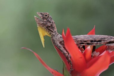 Uçan bir ejderha günlük aktivitelerine başlamadan önce güneşleniyor. Bir ağaçtan diğerine kayarak hareket eden bu sürüngenin bilimsel adı Draco Volans 'dır..