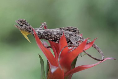Uçan bir ejderha günlük aktivitelerine başlamadan önce güneşleniyor. Bir ağaçtan diğerine kayarak hareket eden bu sürüngenin bilimsel adı Draco Volans 'dır..