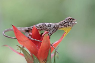 Uçan bir ejderha günlük aktivitelerine başlamadan önce güneşleniyor. Bir ağaçtan diğerine kayarak hareket eden bu sürüngenin bilimsel adı Draco Volans 'dır..