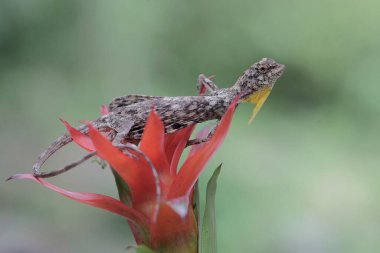Uçan bir ejderha günlük aktivitelerine başlamadan önce güneşleniyor. Bir ağaçtan diğerine kayarak hareket eden bu sürüngenin bilimsel adı Draco Volans 'dır..
