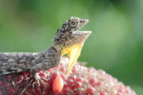 Flying Dragon Sunbathing Starting Its Daily Activities Reptile Moves One — Stockfoto