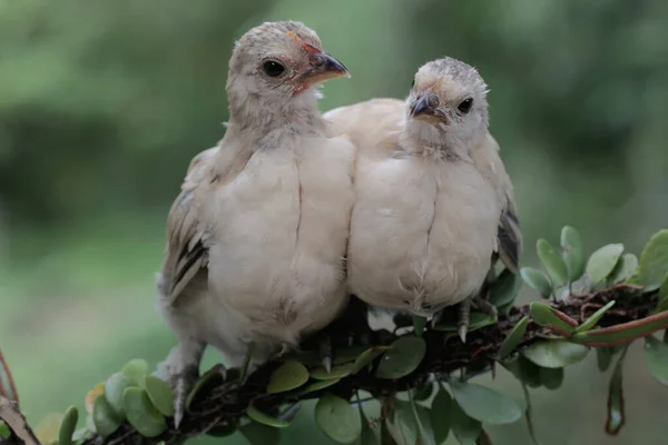 Two Chicks Perched Stem Vine Animal Has Scientific Name Gallus — Stock Photo, Image