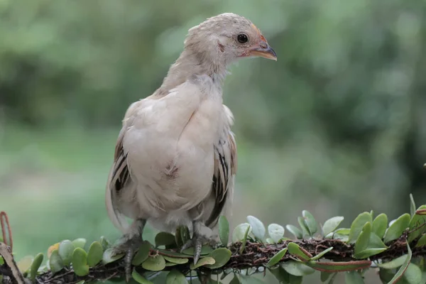 Chick Perched Vine Animal Has Scientific Name Gallus Gallus Domesticus — Stock Photo, Image
