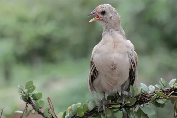 Una Pollastrella Appollaiata Una Vite Questo Animale Nome Scientifico Gallus — Foto Stock