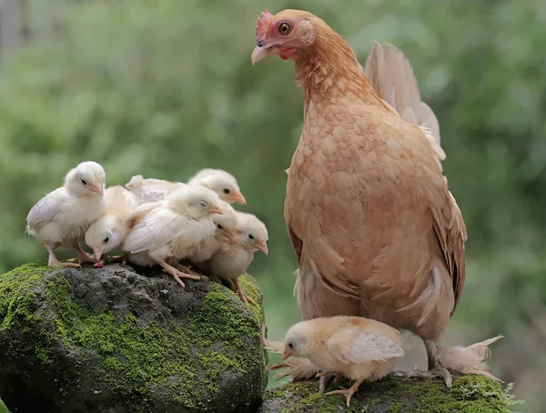 Une Poule Adulte Reposant Avec Ses Poussins Sur Rocher Recouvert — Photo