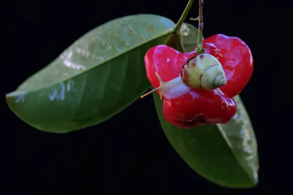 Küçük Bir Salyangoz Meyveli Bir Elma Ağacının Dalında Yiyecek Arıyor — Stok fotoğraf