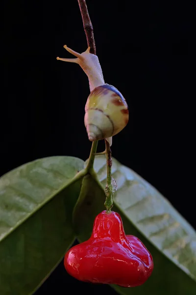 달팽이 마리가 과일나무 가지에서 먹이를 있습니다 연체동물은 과어린 좋아합니다 — 스톡 사진