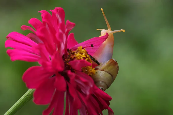 Small Snail Looking Food Wildflower Shelled Animals Eat Flowers Young — Stock Photo, Image
