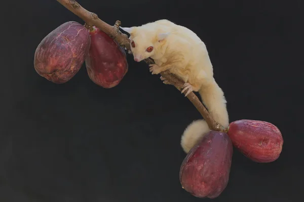 Joven Planeador Albino Azúcar Comiendo Una Manzana Malaya Rosa Este — Foto de Stock