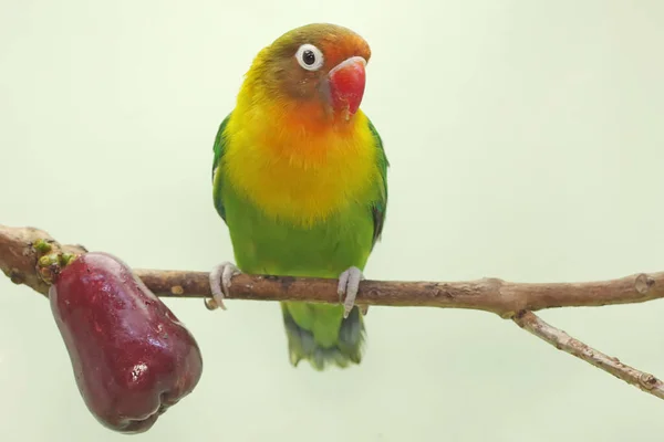 Lovebirds Perched Branch Pink Malay Apple Tree Bird Which Used — 스톡 사진