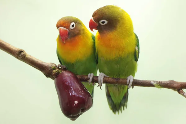 Pair Lovebirds Perched Branch Pink Malay Apple Tree Bird Which — Photo