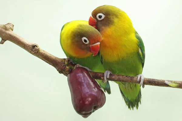 Pair Lovebirds Perched Branch Pink Malay Apple Tree Bird Which — 스톡 사진